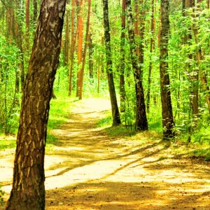 Cosenza piÃ¹ salutare grazie anche a Ecologia Oggi