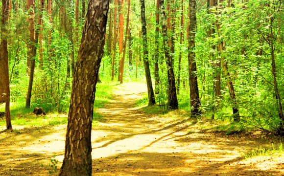 Cosenza piÃ¹ salutare grazie anche a Ecologia Oggi