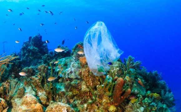 Come la plastica sta uccidendo i nostri mari